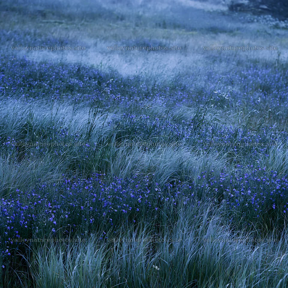 Silver dew meadow with blue flowers and green grass – nature photography 7938x7938