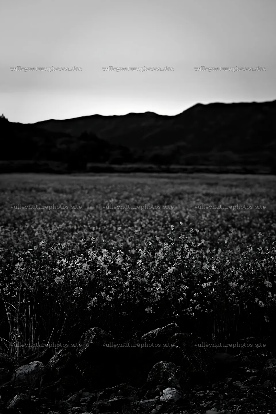 Kyoto spring wildflower meadow stone foreground – nature photography 6480x9722