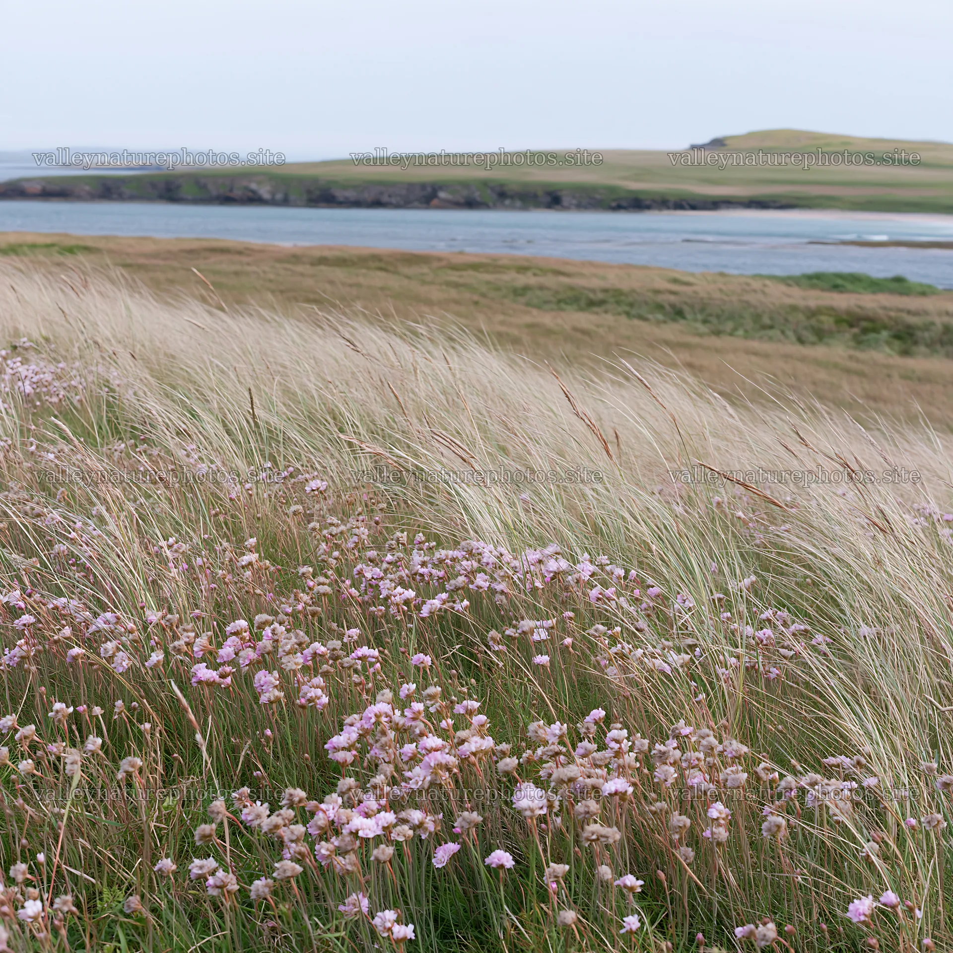 Meadow with wildflowers and river in a coastal landscape – nature photography 7938x7938