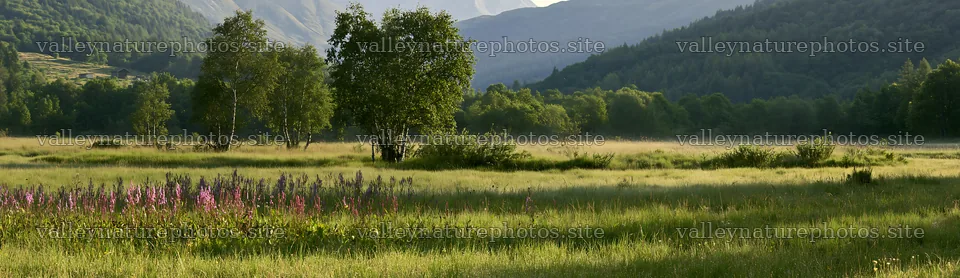 Dewy meadow at sunrise with trees and mountains in the background – nature photography 14762x4268