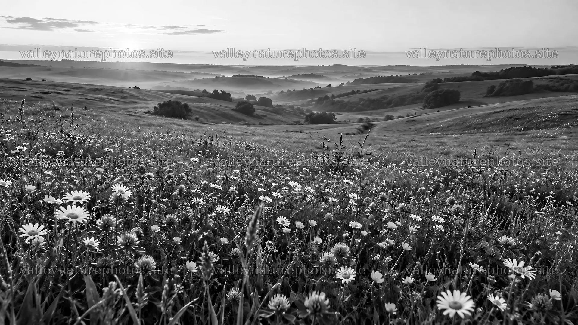 Black-and-White Wildflower Meadow and Rolling Hills – nature photography 10324x5812