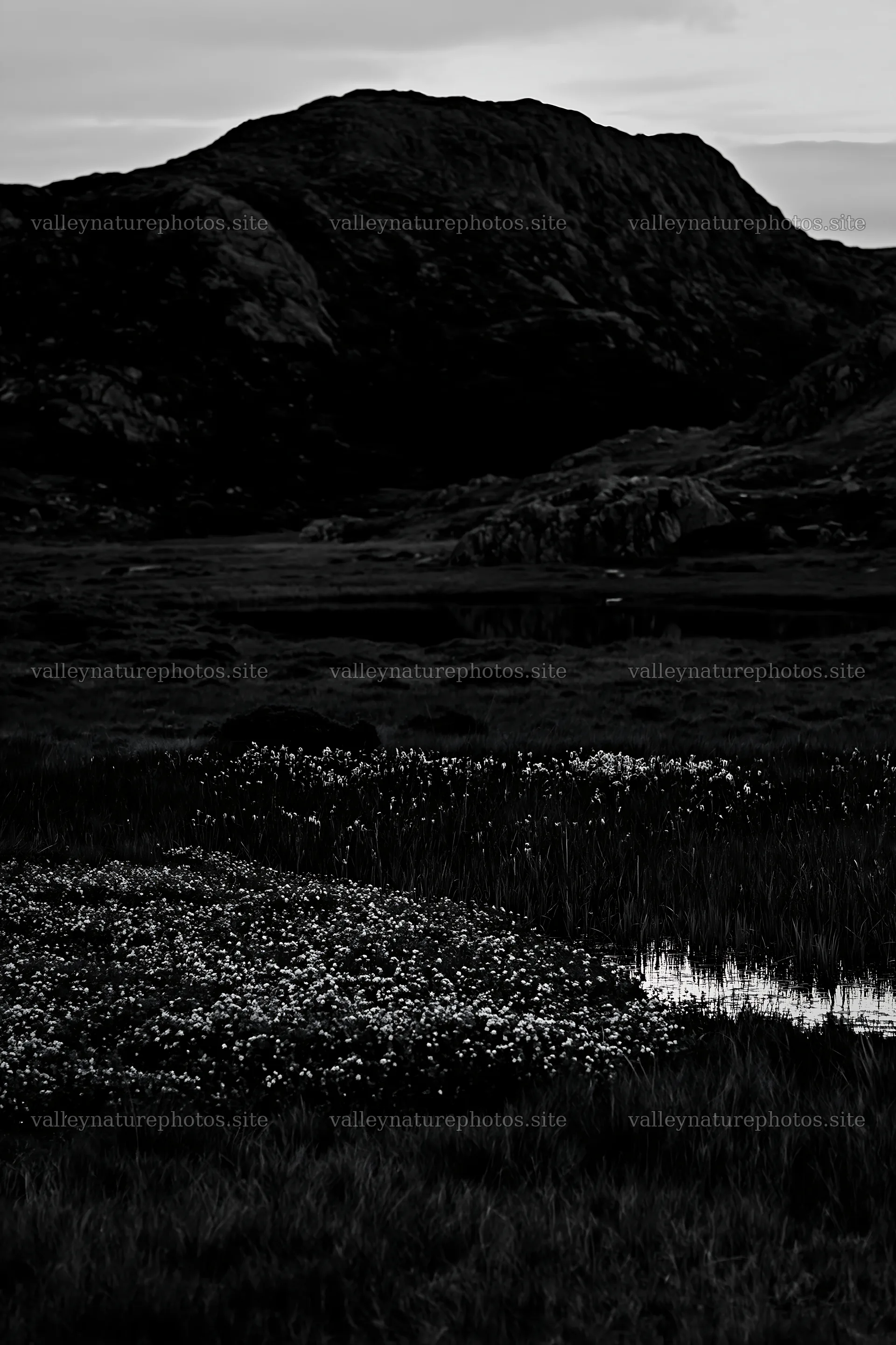 Moonrise over a meadow with flowers and mountains – nature photography 6480x9722