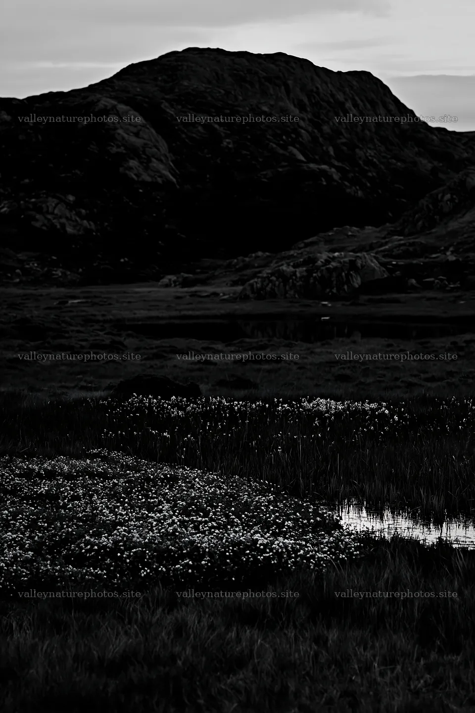 Moonrise over a meadow with flowers and mountains – nature photography 6480x9722