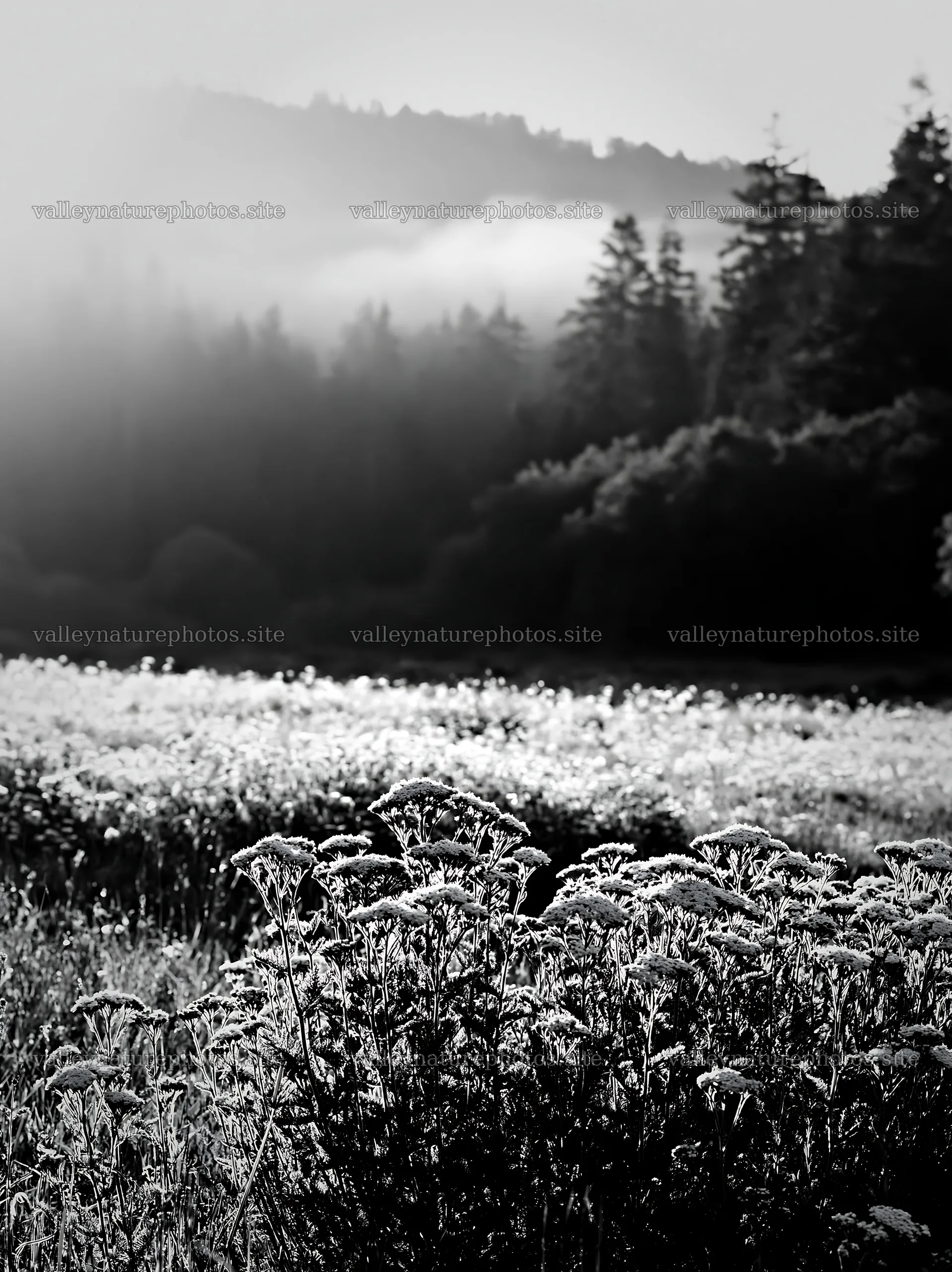 Yarrow meadow bloom under foggy hills in black and white – nature photography 6866x9174