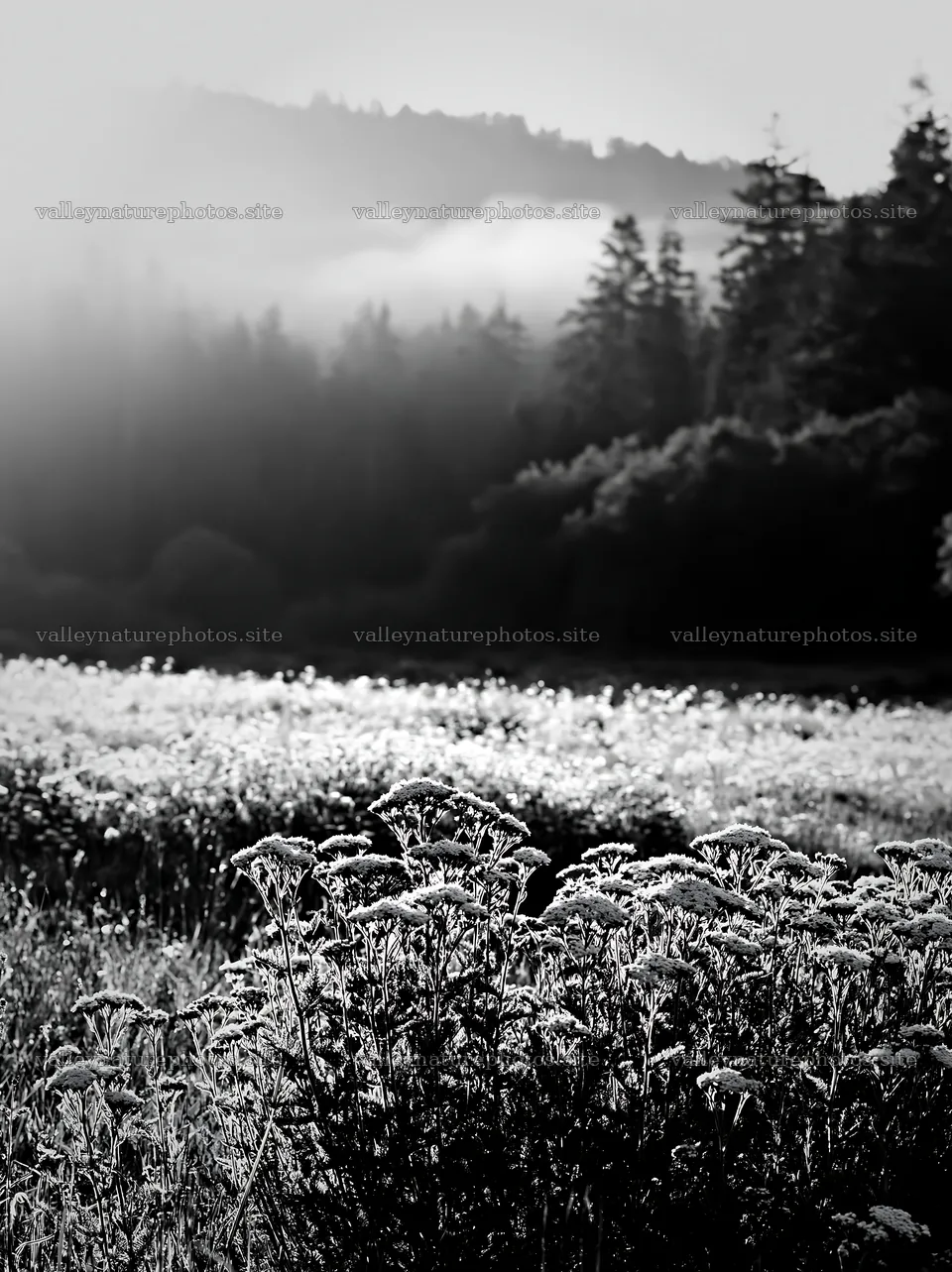 Yarrow meadow bloom under foggy hills in black and white – nature photography 6866x9174