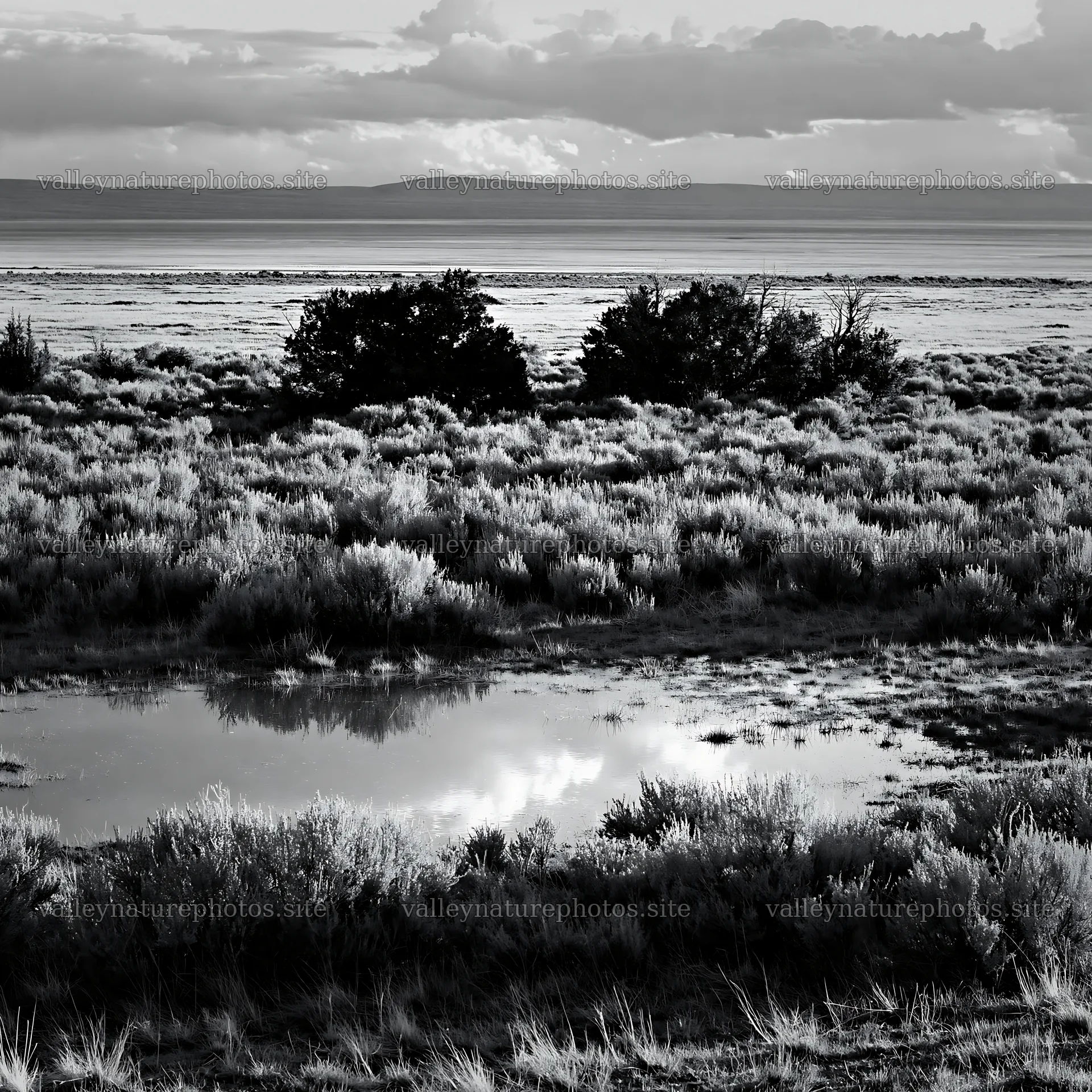 Sagebrush meadow light showcasing a calm landscape with reflections – nature photography 7938x7938