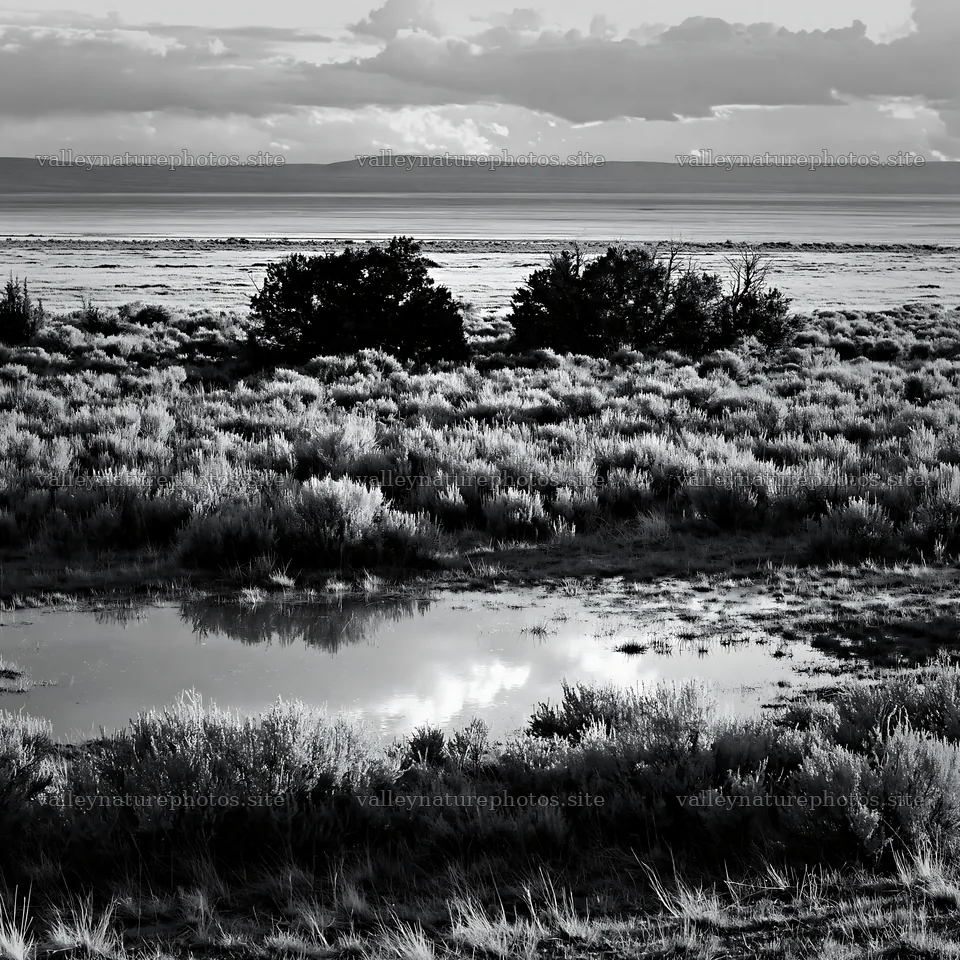Sagebrush meadow light showcasing a calm landscape with reflections – nature photography 7938x7938