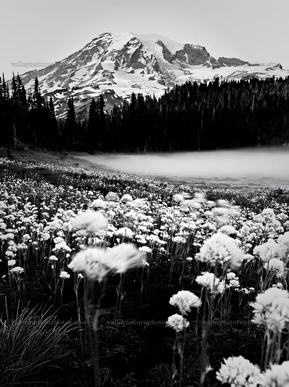 Mount Rainier wildflower meadow at sunrise with snow-capped peak – nature photography 6866x9174