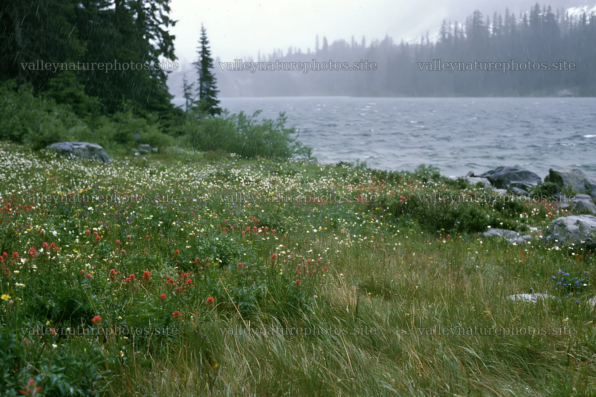 Snowy lakeside meadow with flowers and trees in rainy weather – nature photography 9722x6480