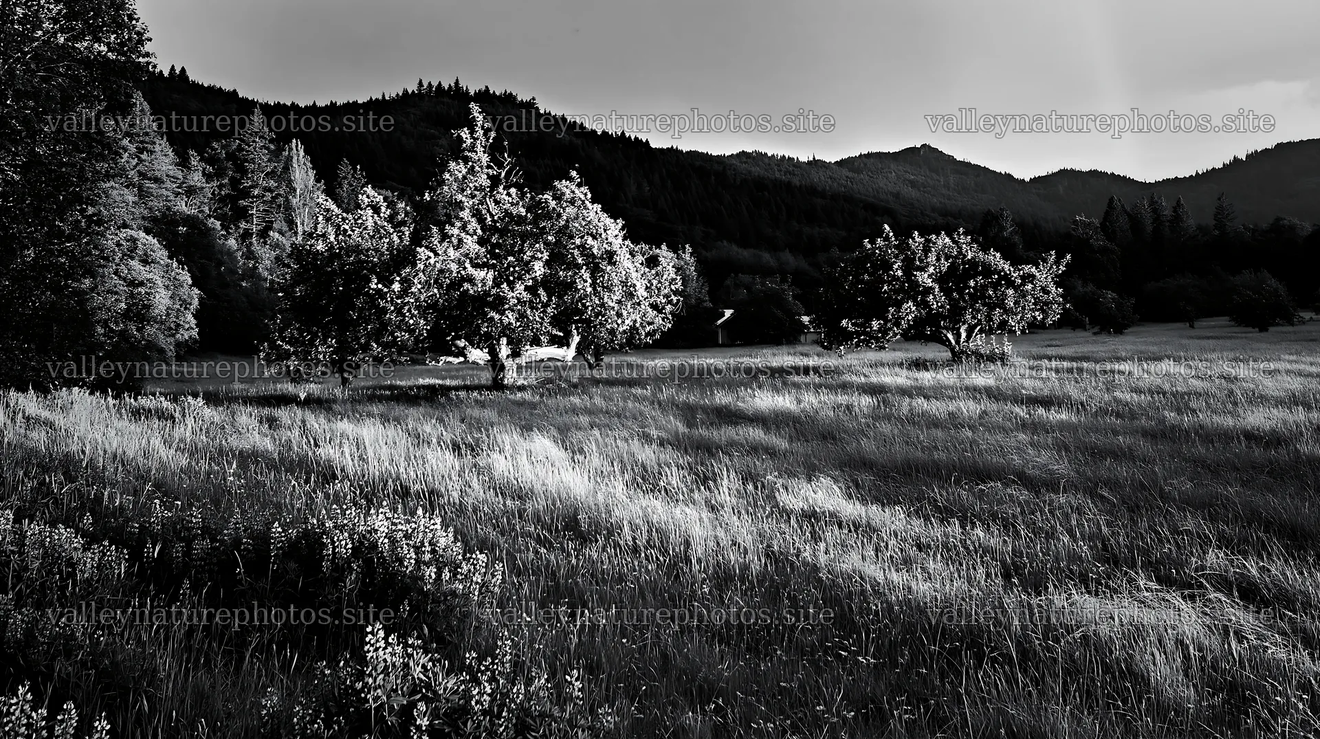 Sunset over apple trees in a meadow – nature photography 10608x5938