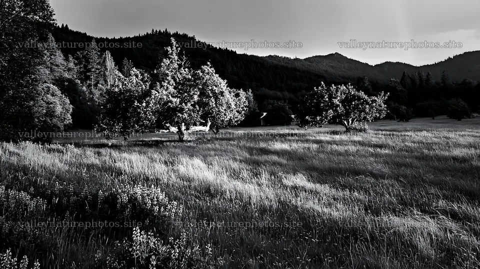 Sunset over apple trees in a meadow – nature photography 10608x5938