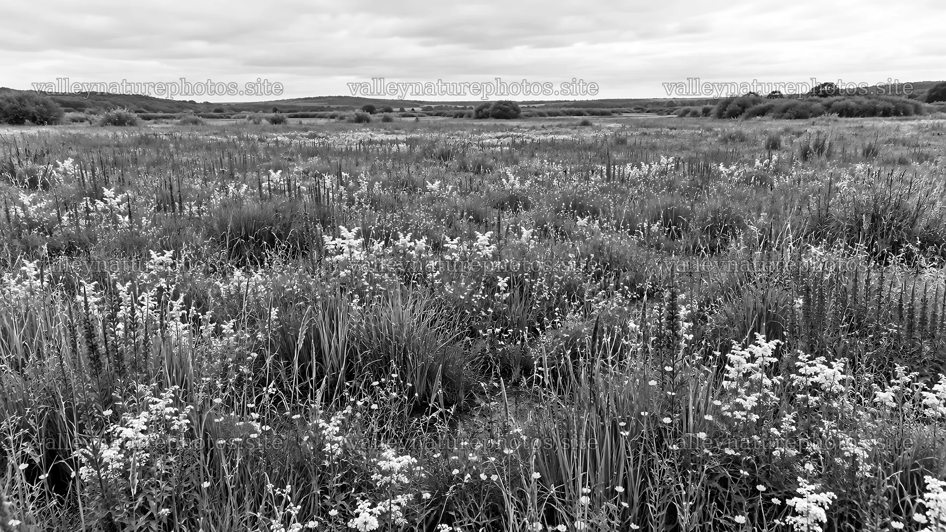 Black and White Flowering Meadow Landscape – nature photography 10324x5812