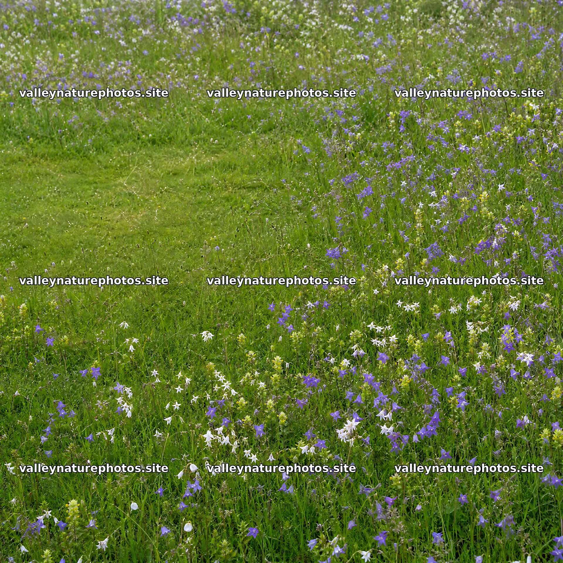 Campion bellflower meadow in a green field with wildflowers – nature photography 7938x7938