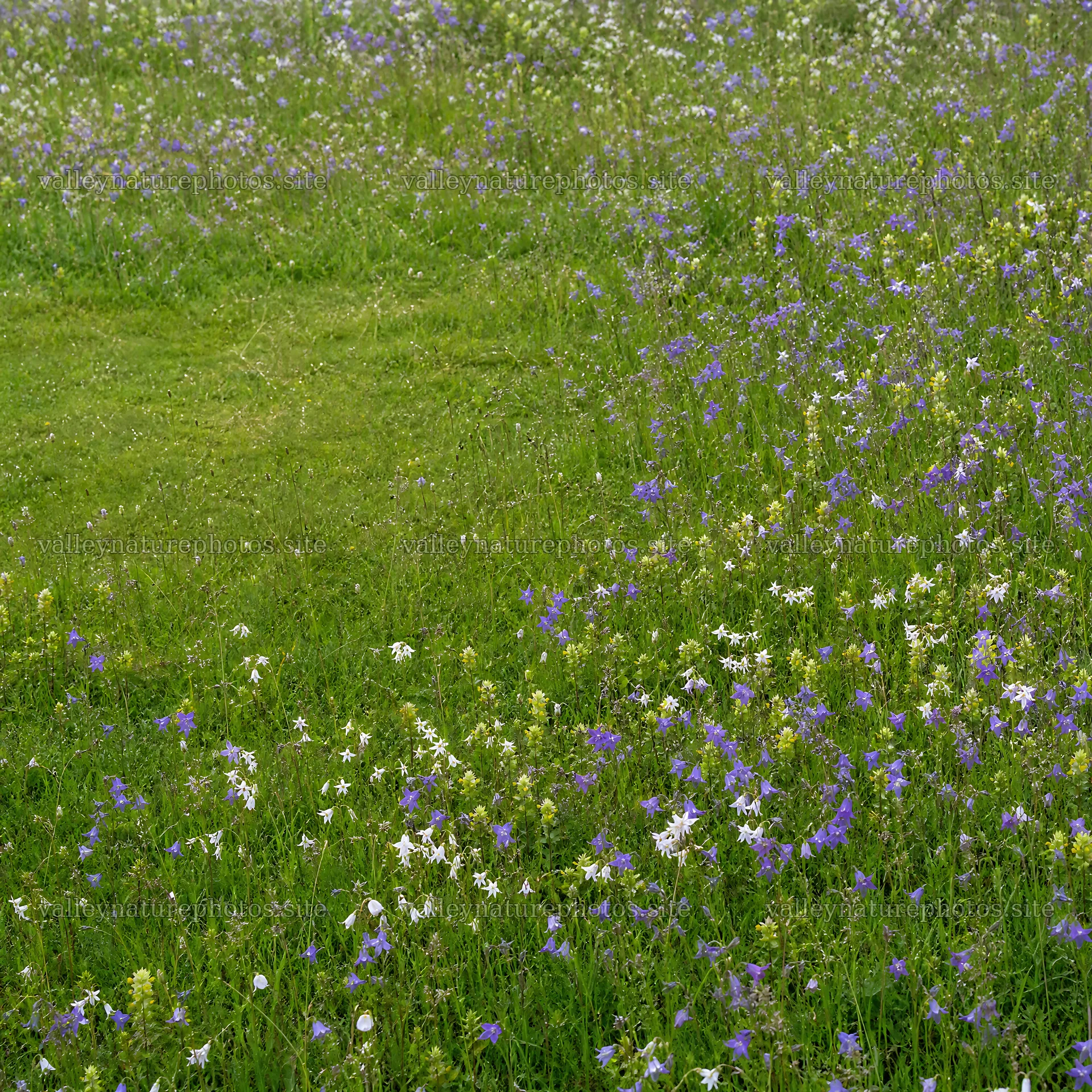 Campion bellflower meadow in a green field with wildflowers – nature photography 7938x7938