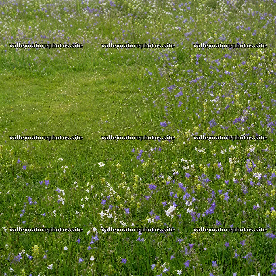 Campion bellflower meadow in a green field with wildflowers – nature photography 7938x7938