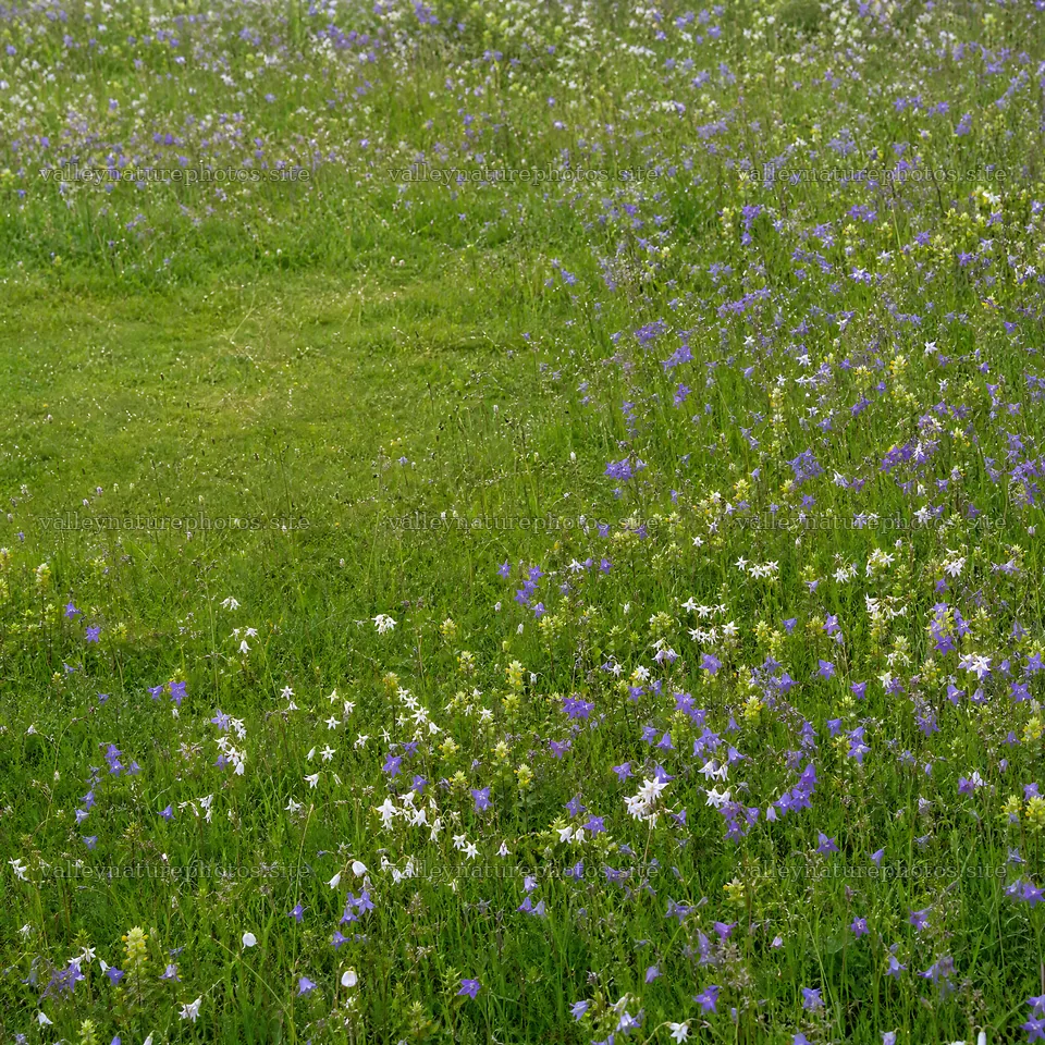 Campion bellflower meadow in a green field with wildflowers – nature photography 7938x7938