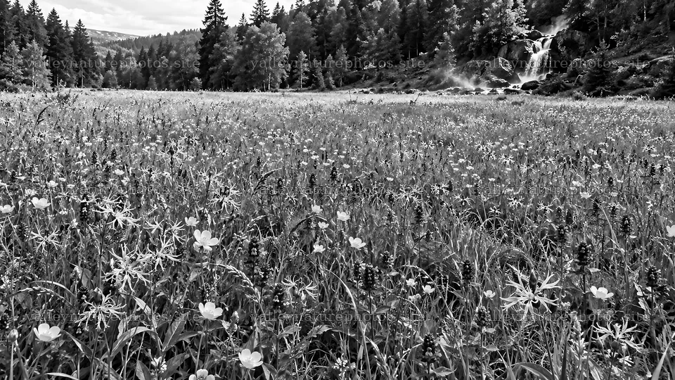 Wildflower Meadow in a Forest Clearing – nature photography 10324x5812