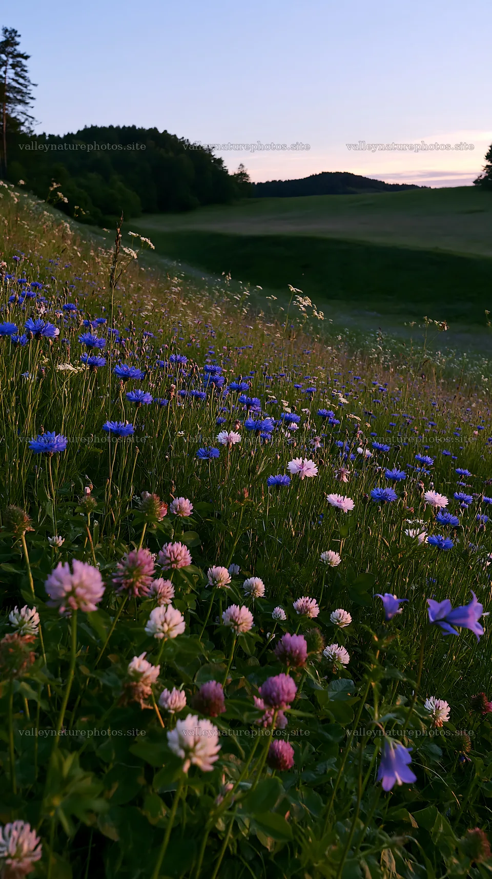 Clover cornflower meadow with wildflowers at sunset – nature photography 5938x10608