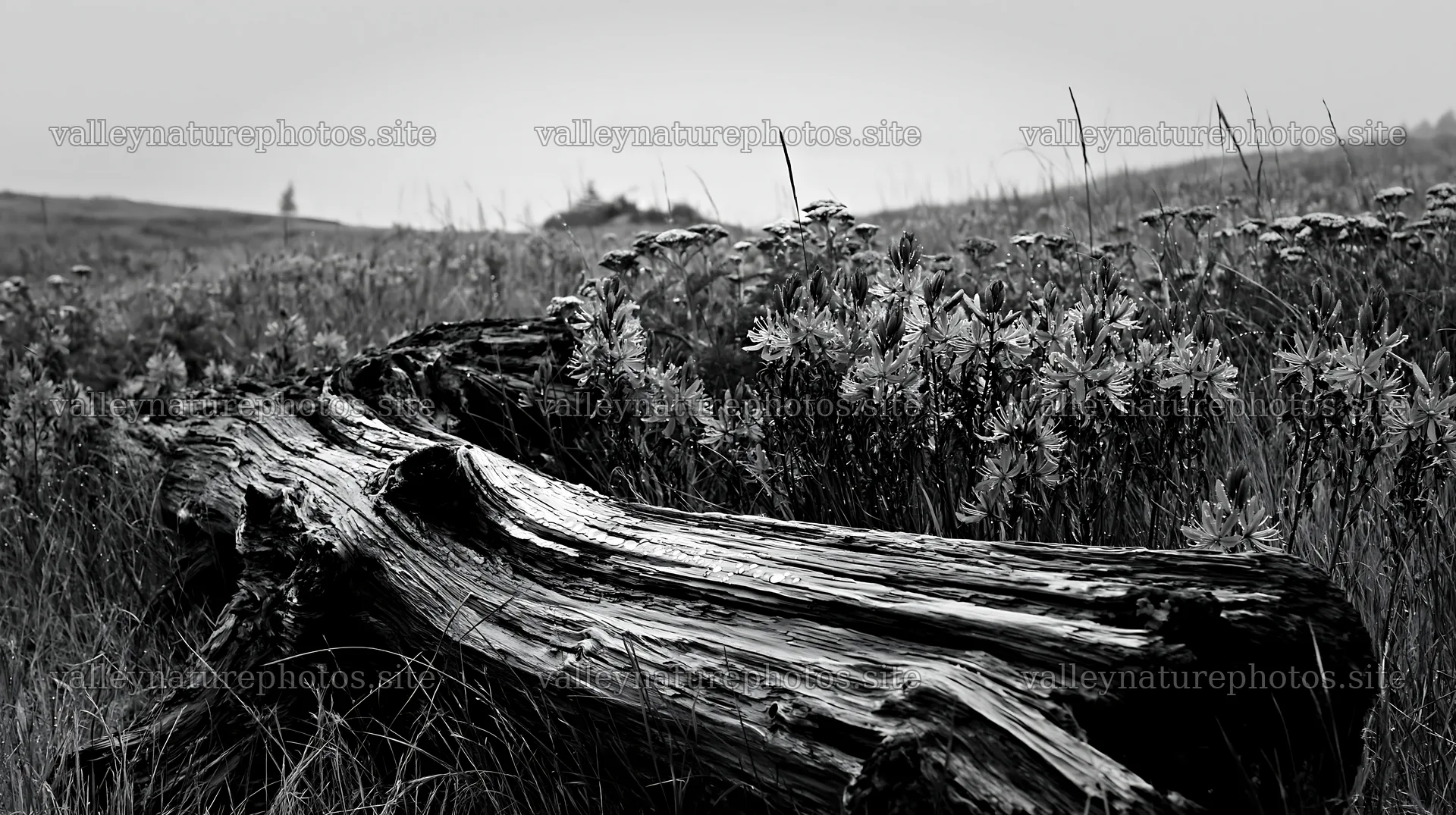 Weathered log in meadow with wildflowers under overcast sky – nature photography 10608x5938