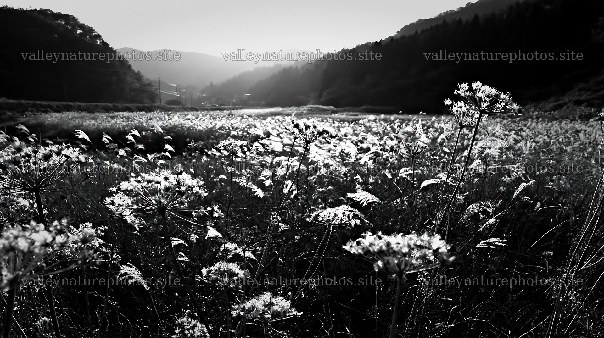 Twilight meadow in Ehime with dry seedheads – nature photography 10608x5938