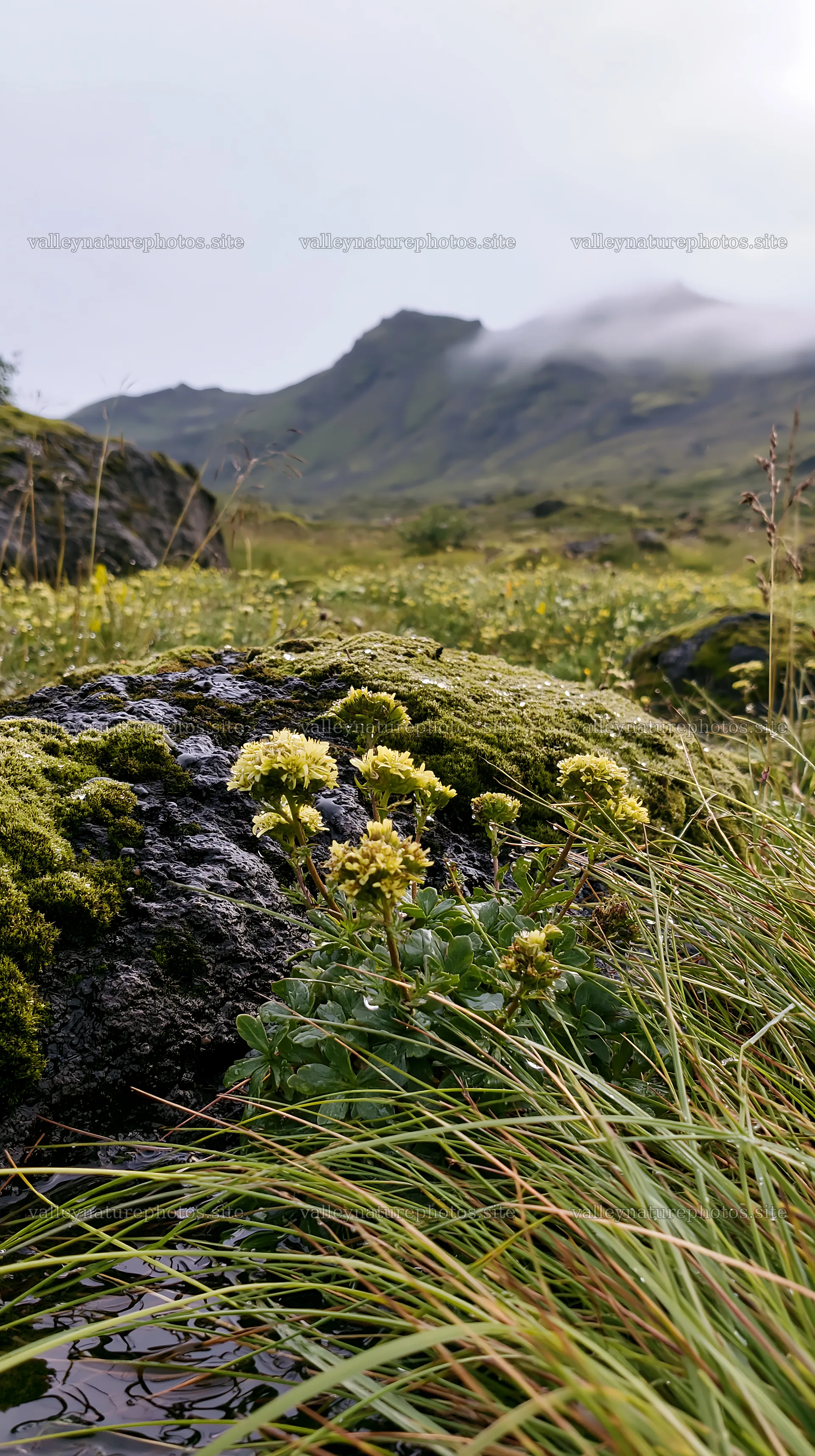 Mossy boulder meadow with wildflowers in mountain landscape – nature photography 5938x10608