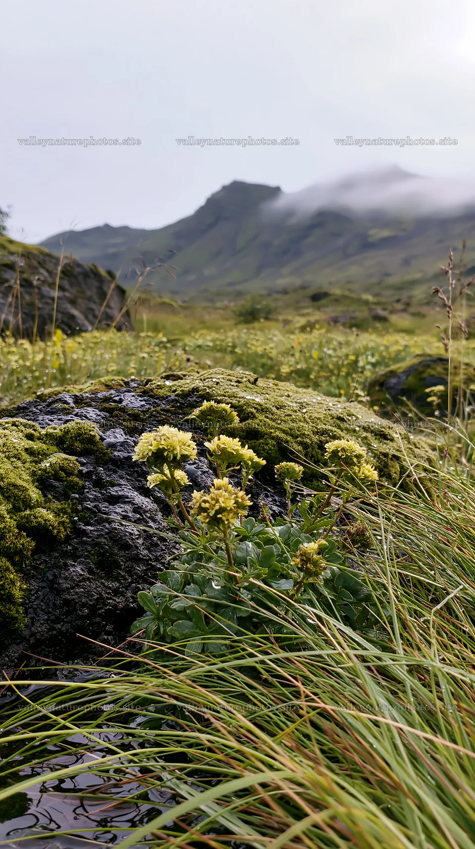 Mossy boulder meadow with wildflowers in mountain landscape – nature photography 5938x10608