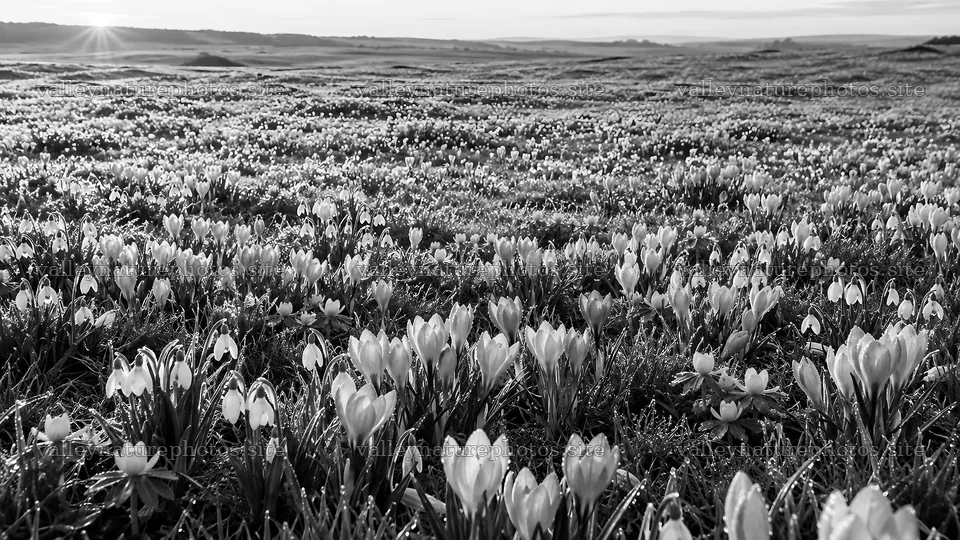 Monochrome Meadow of Delicate Spring Bulbs – nature photography 10324x5812