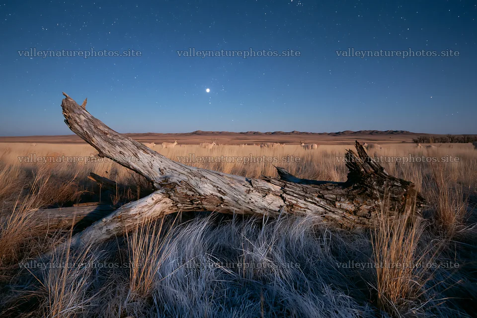Weathered log lies on grass under a night sky – nature photography 9722x6480