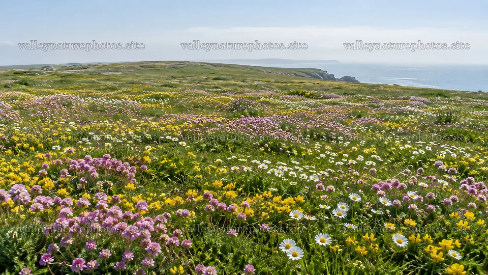 Colorful Wildflowers Across a Coastal Meadow – nature photography 10324x5812