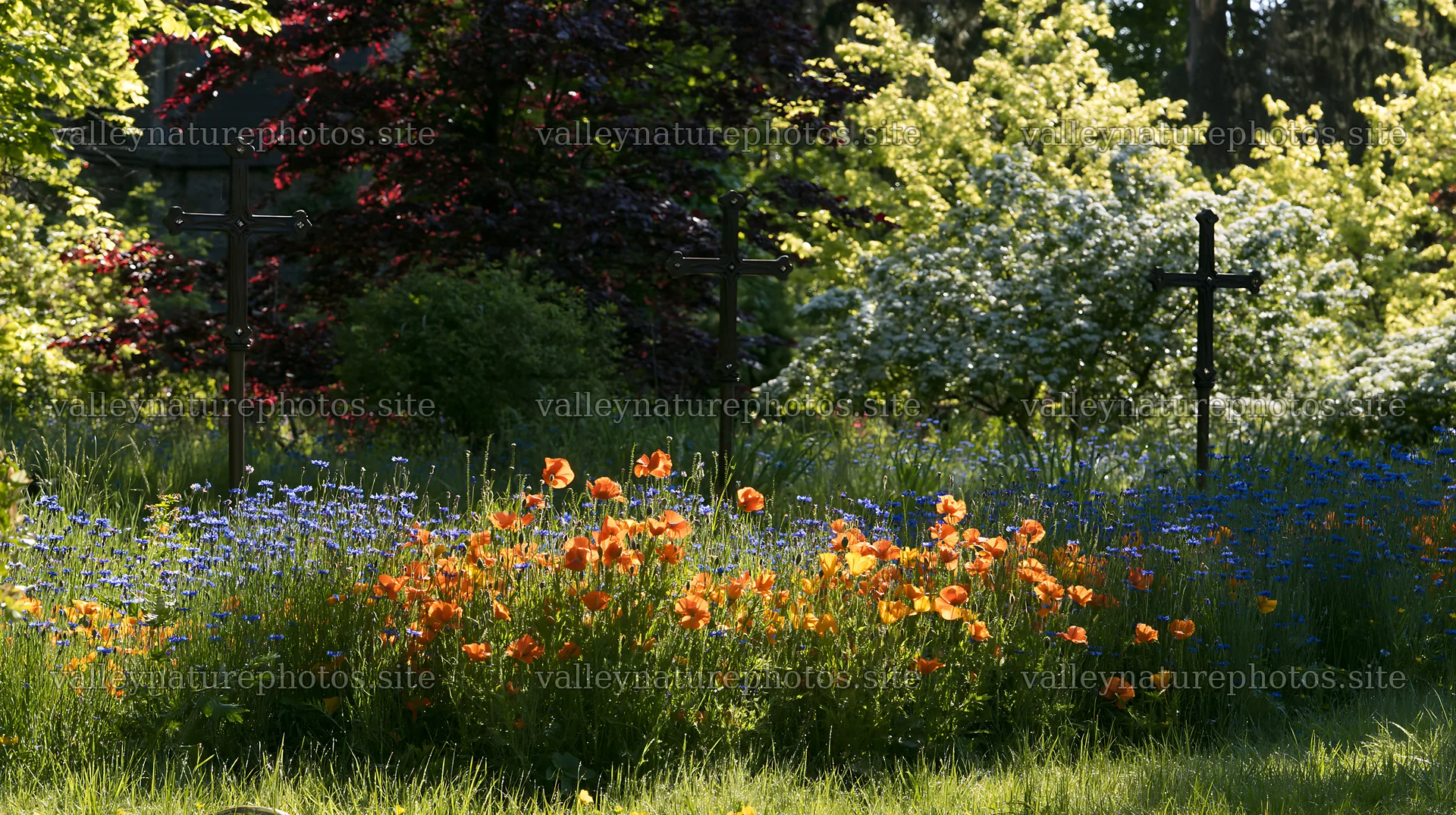 Three Christian crosses in a meadow with flowers – nature photography 10608x5938