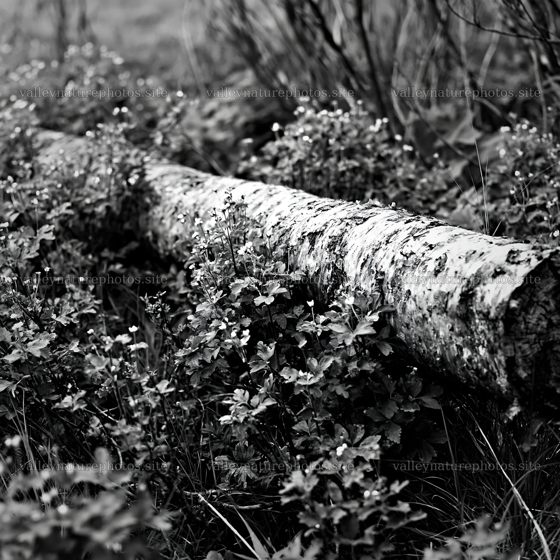 Weathered log surrounded by greenery in a meadow – nature photography 7938x7938