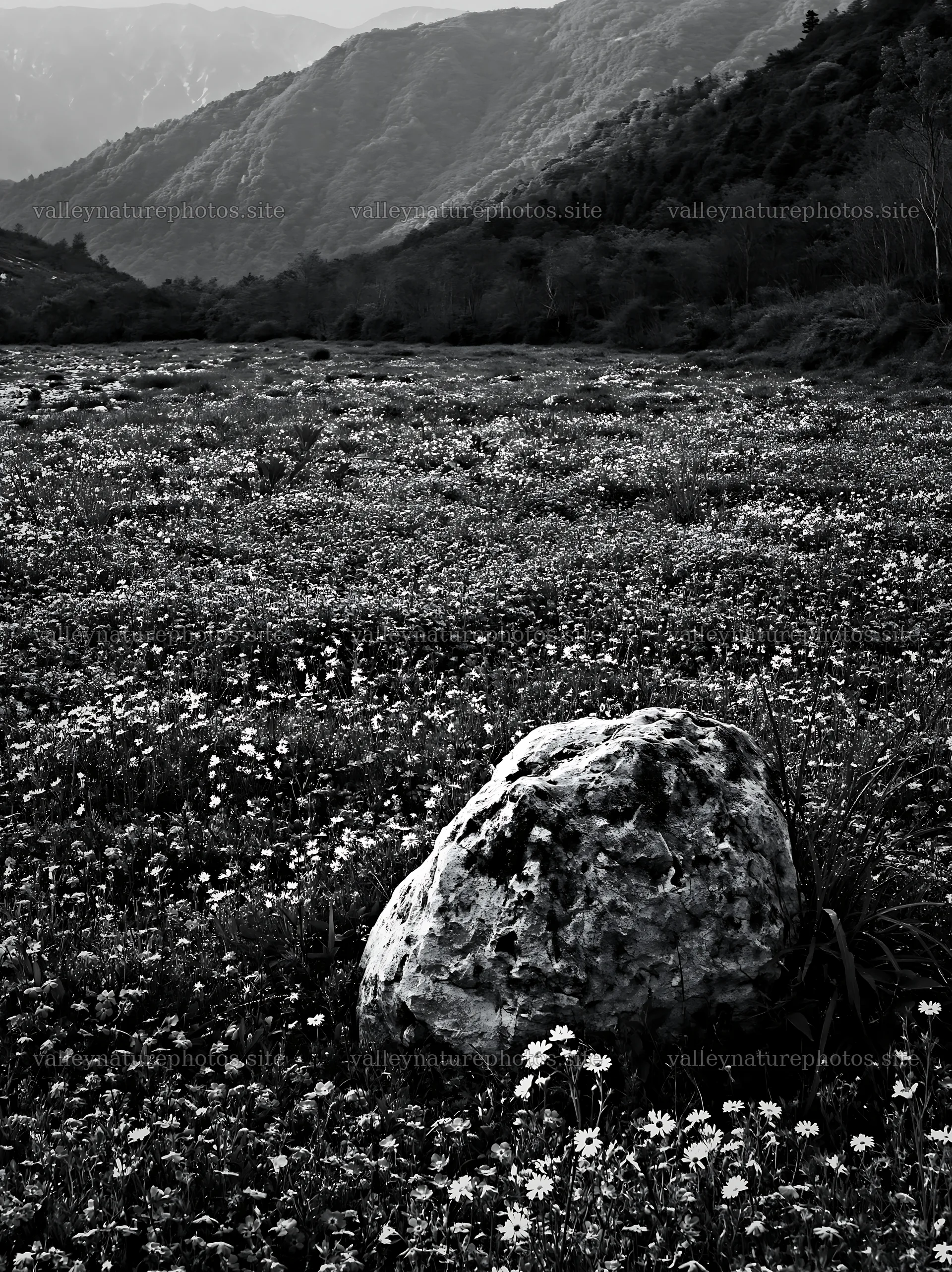 Yamaguchi limestone meadow with pale boulder and flowers – nature photography 6866x9174