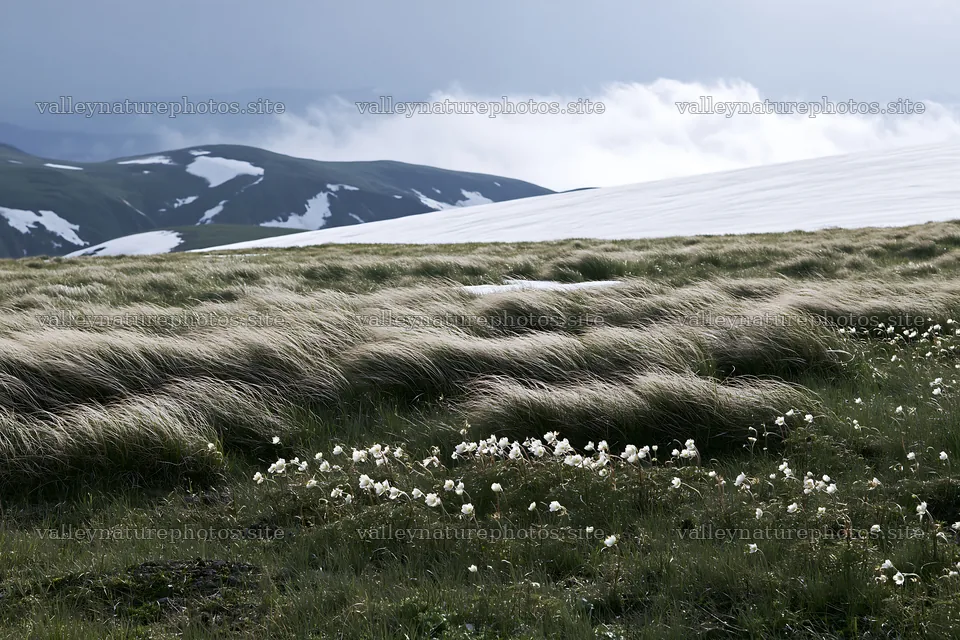 Akita snowmelt meadow with silver grasses under cloudy sky – nature photography 9722x6480