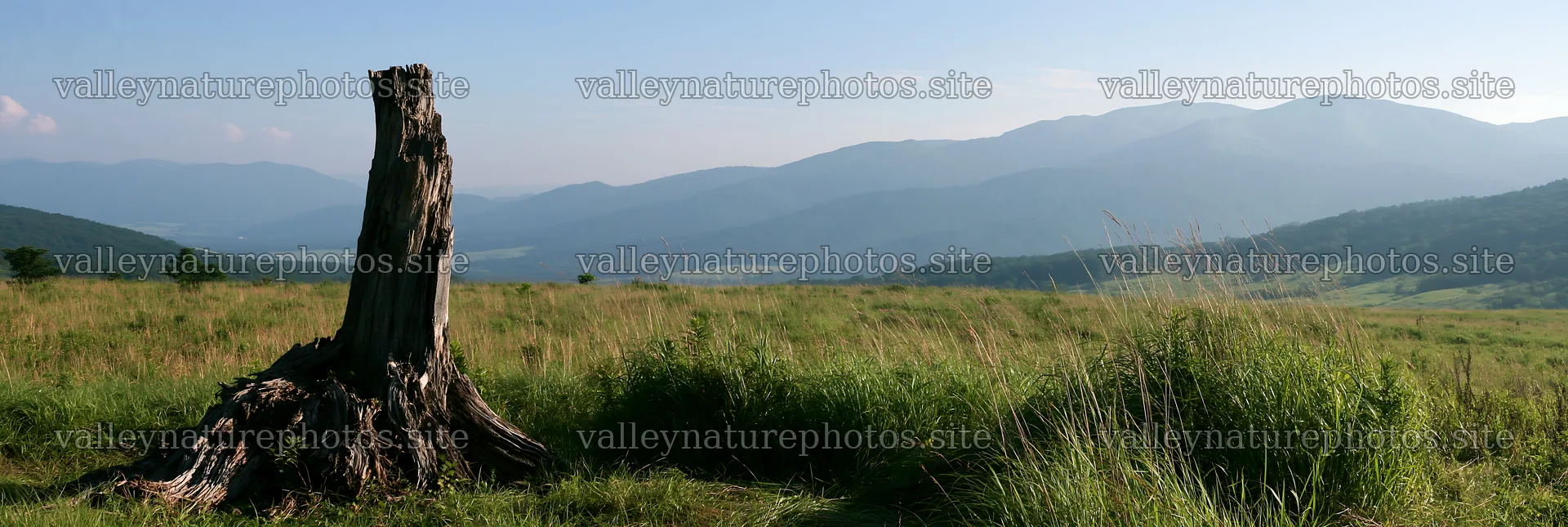 Fukushima native meadow with weathered stump in open landscape – nature photography 13690x4602