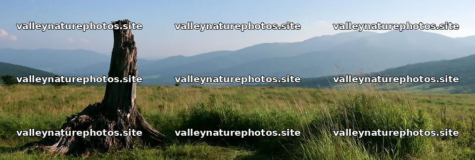 Fukushima native meadow with weathered stump in open landscape – nature photography 13690x4602