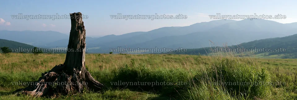 Fukushima native meadow with weathered stump in open landscape – nature photography 13690x4602