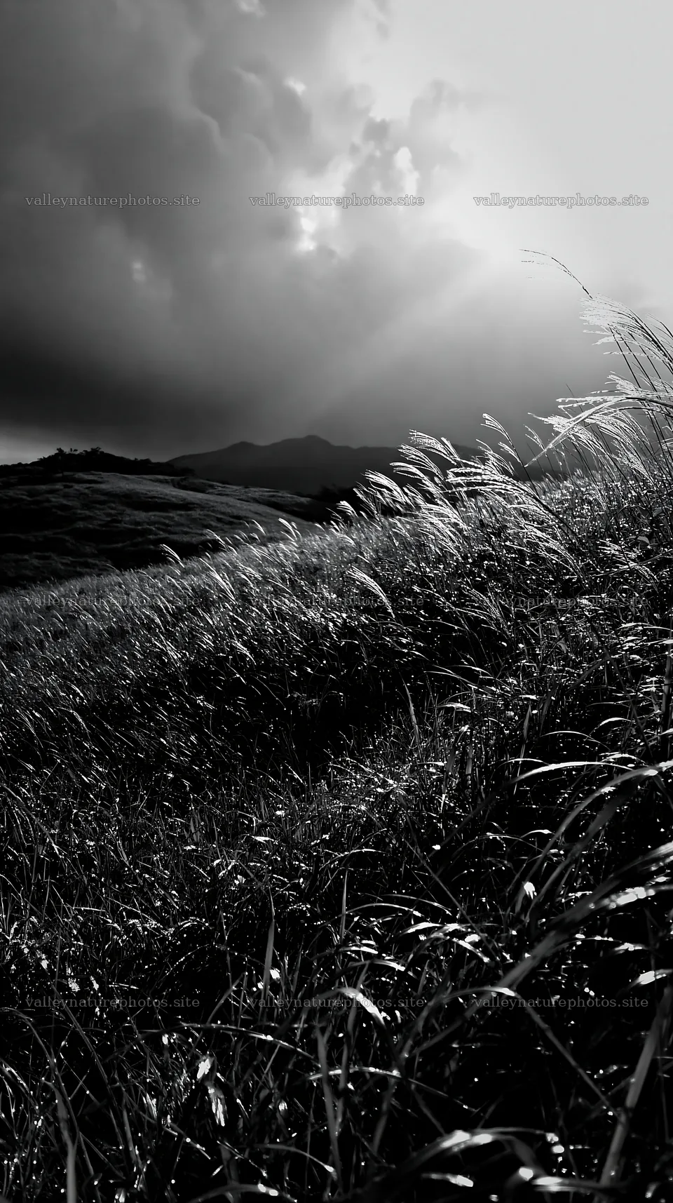 Expansive Hokkaido meadow with dewdrops in black and white – nature photography 5938x10608