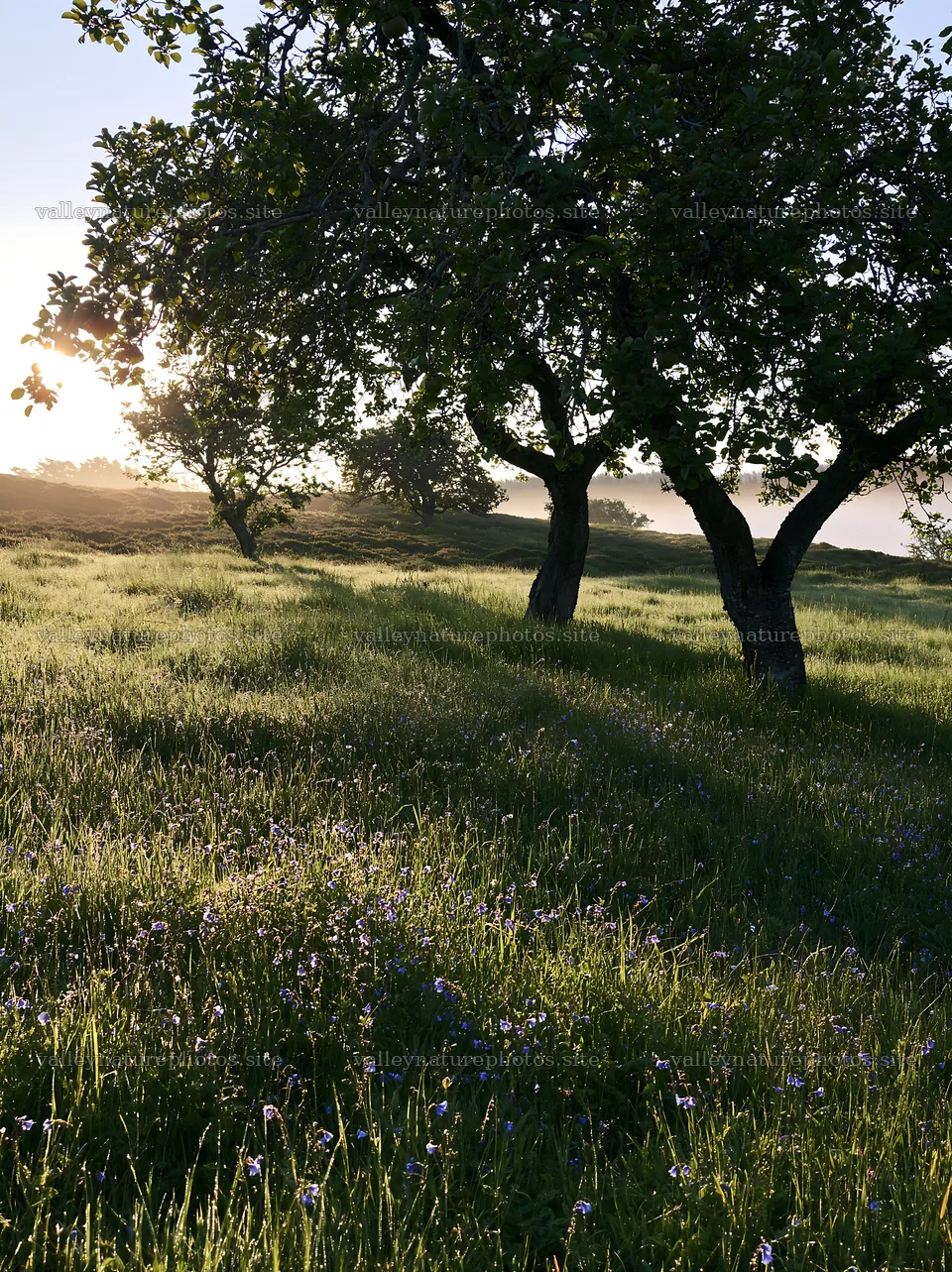 Highland apple meadow under soft morning light – nature photography 6866x9174