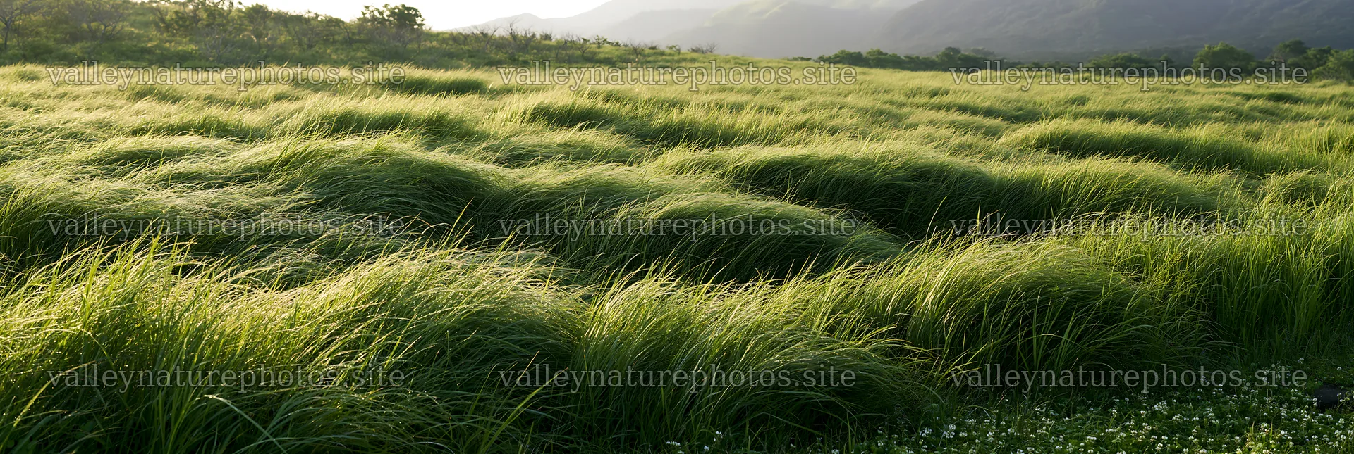 Miyazaki sunrise meadow dew covered sedges – nature photography 13690x4602