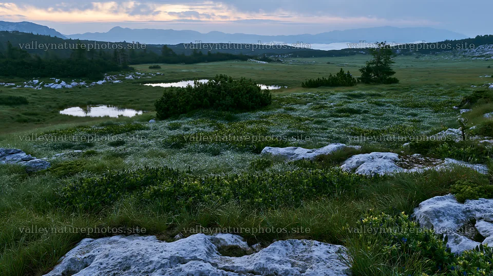 Clover speedwell meadow with stones and water in the background – nature photography 10608x5938