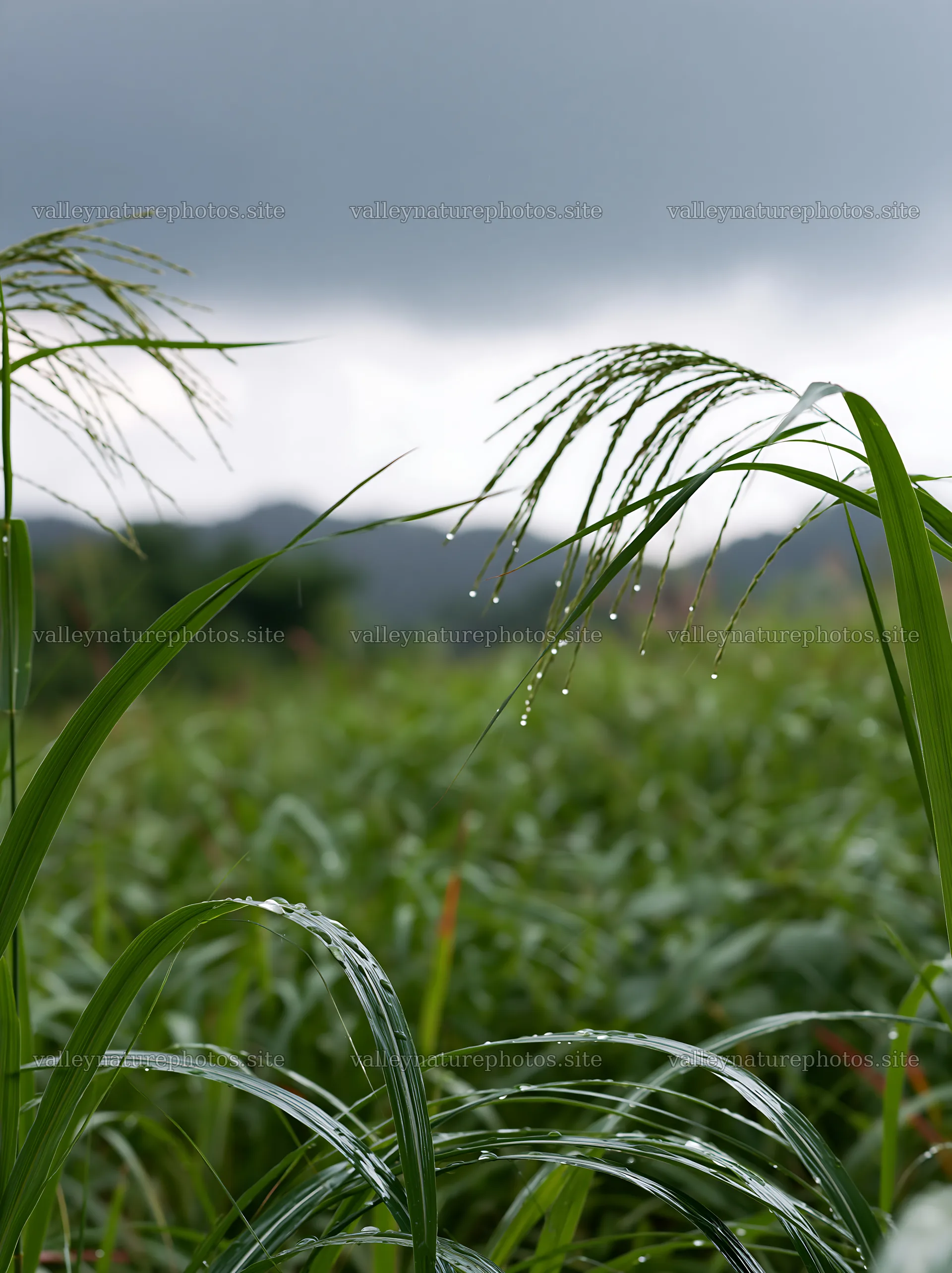 Fukui grass meadow with rain droplets on leaves – nature photography 6866x9174