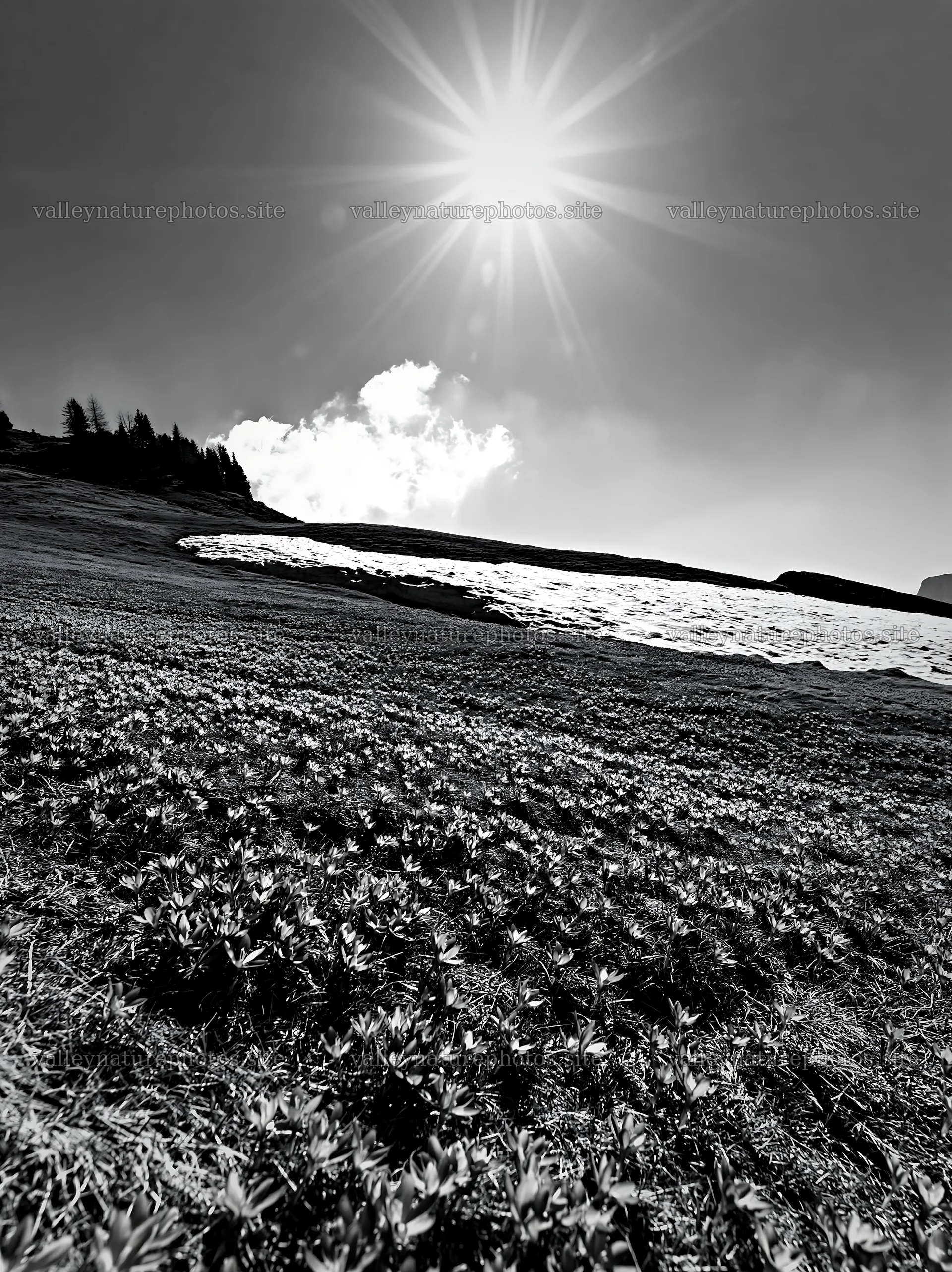 Alpe di Siusi meadow sunbeams with blooming purple flowers – nature photography 6866x9174