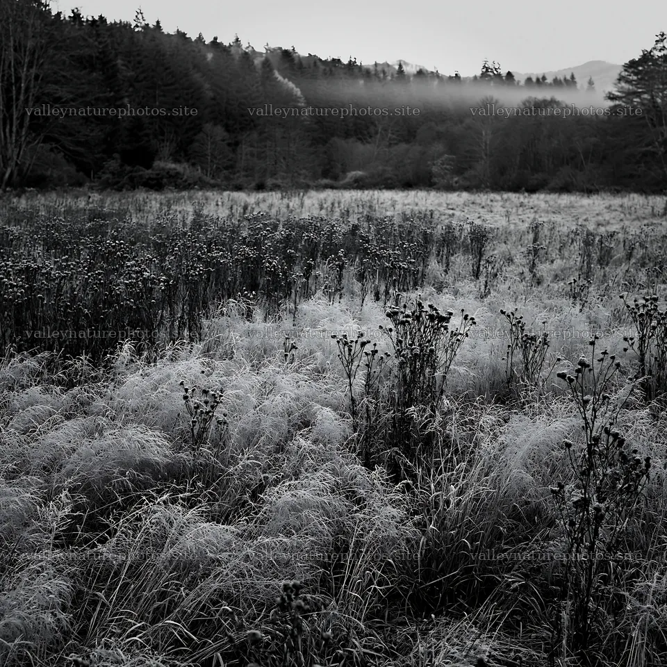 Autumn meadow with frost and mist in a forested area – nature photography 7938x7938