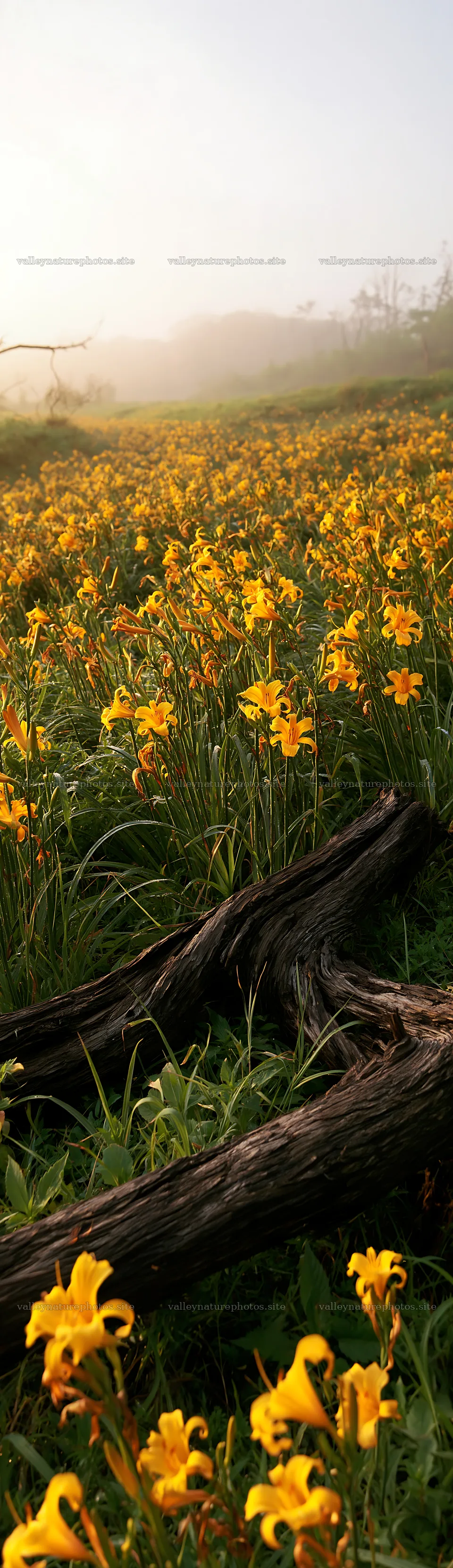 Yamagata rewilded meadow with fallen branch and yellow flowers – nature photography 4268x14762