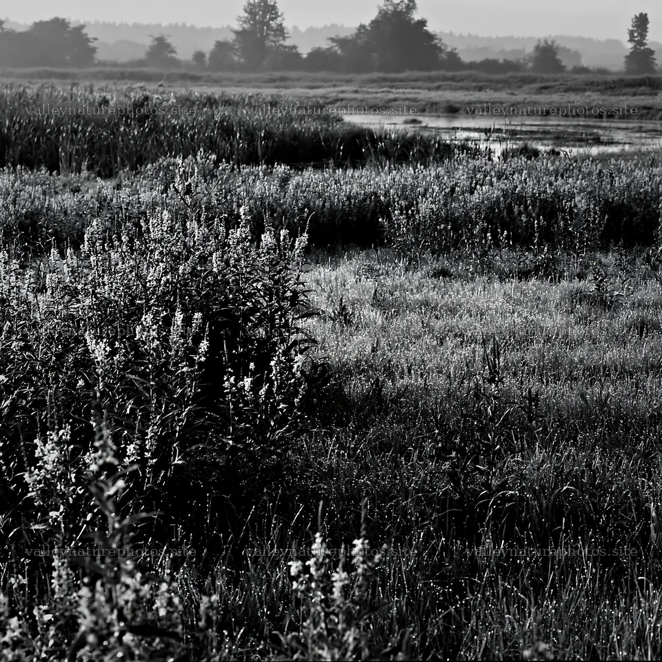 Niigata floodplain restoration meadow dew foreground – nature photography 7938x7938