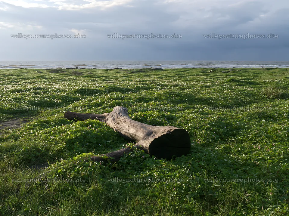 Chiba coastal meadow with driftwood during cloudy weather – nature photography 9174x6866