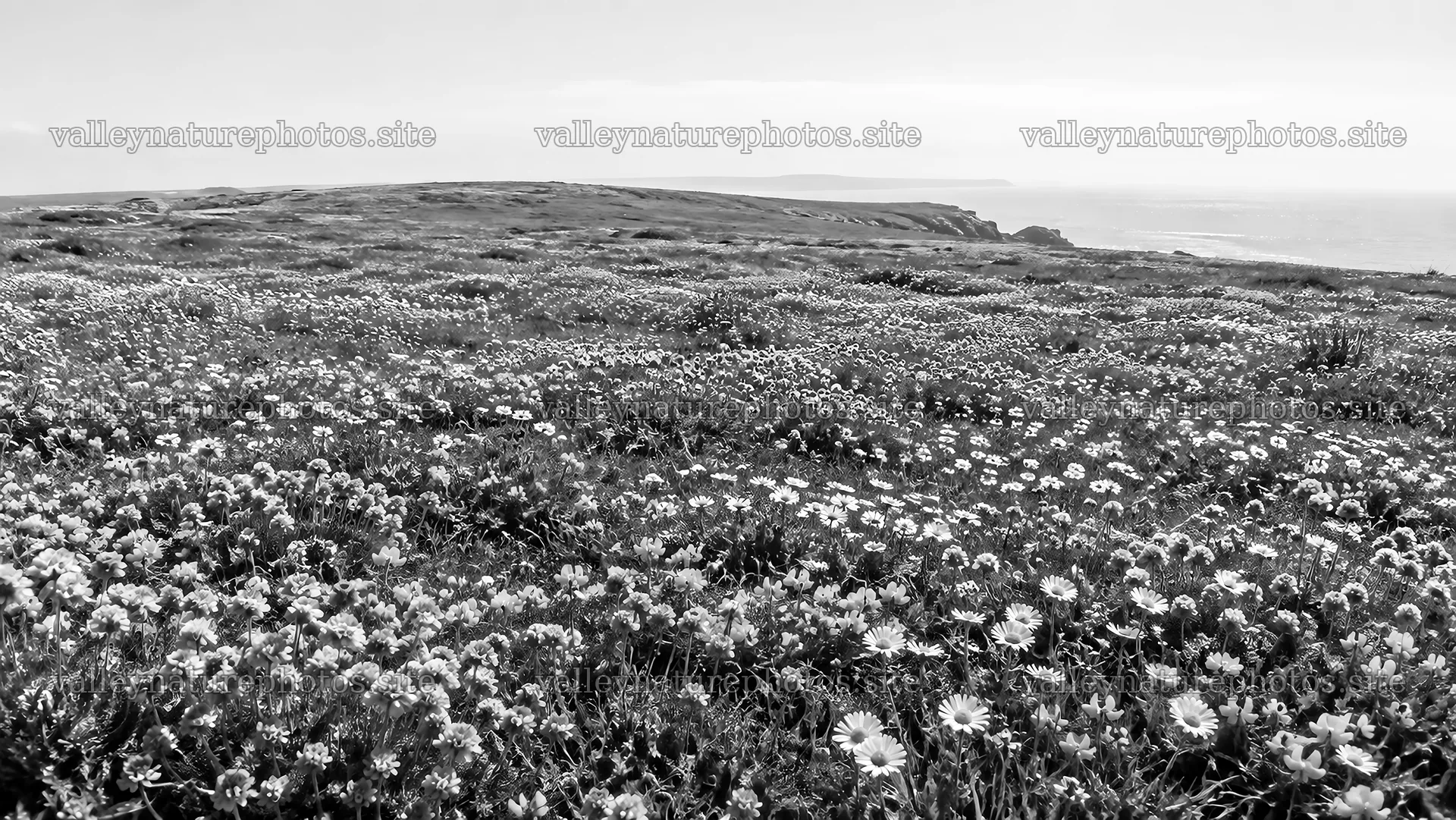 Monochrome Wildflower Meadow on a Coastal Headland – nature photography 10324x5812