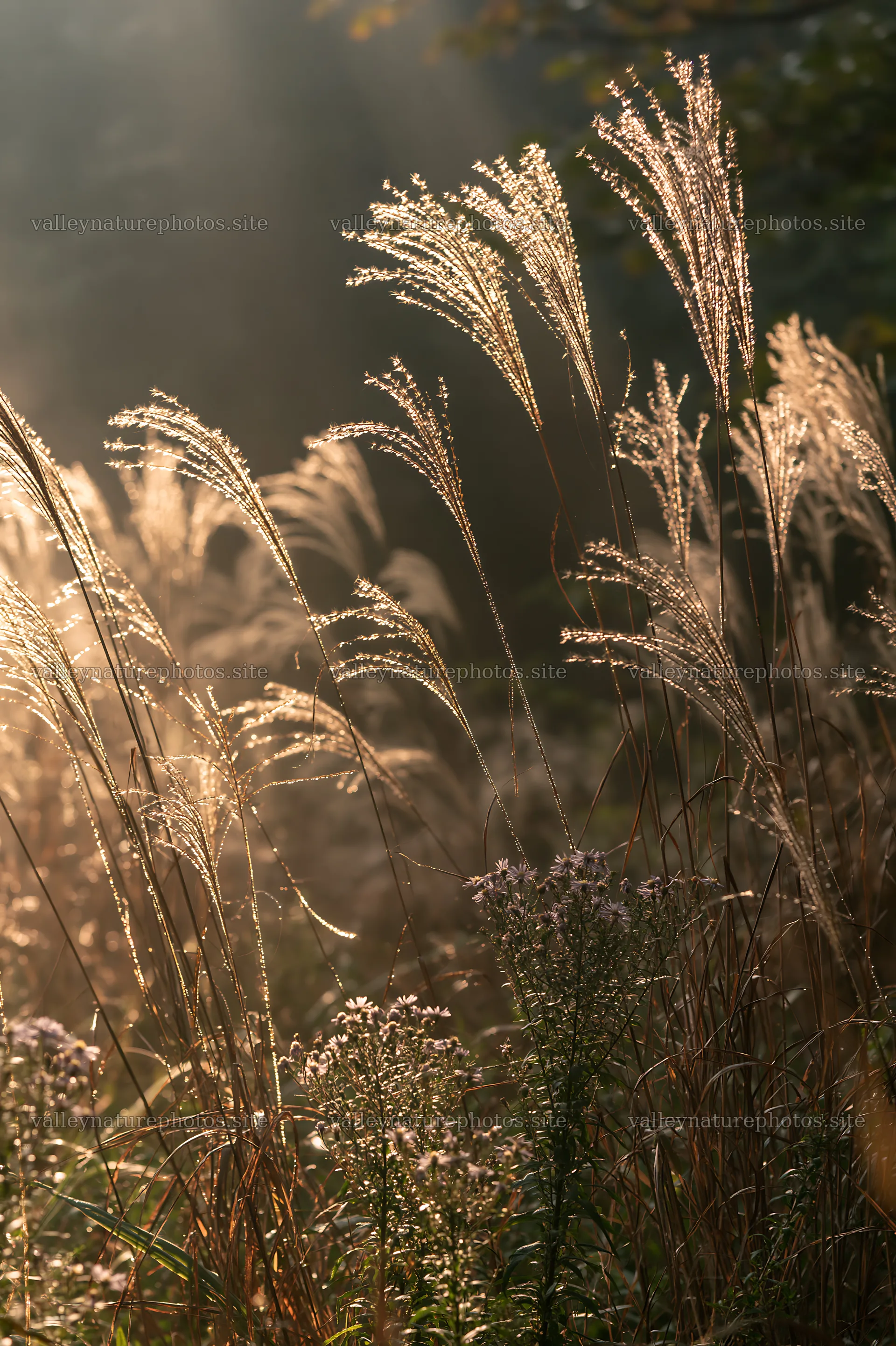 Tokyo urban biodiversity meadow with seedheads in soft light – nature photography 6480x9722