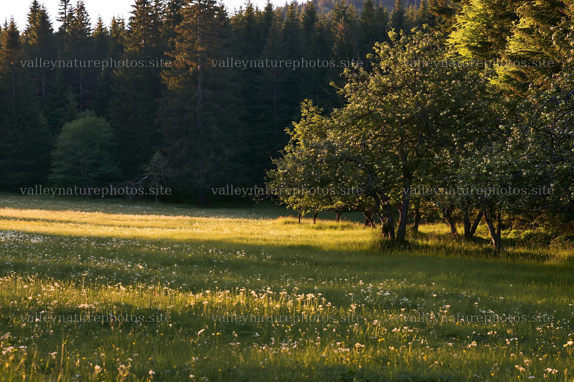 Sunset over an apple meadow with trees and grass – nature photography 9722x6480