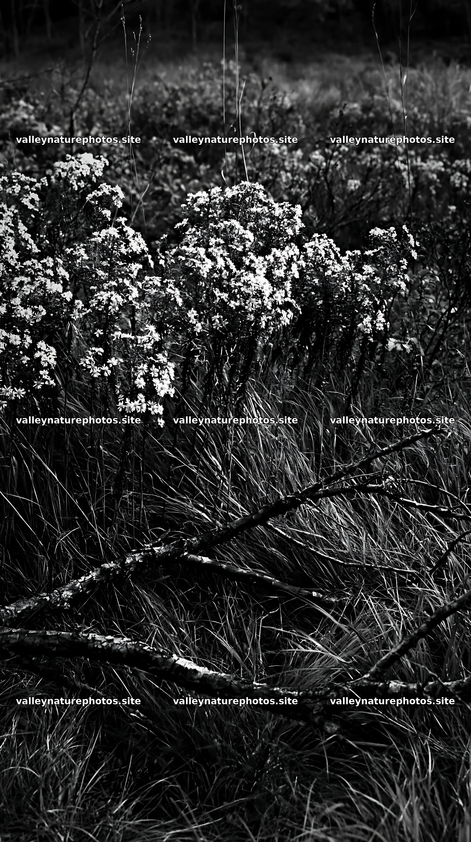 Yamagata rewilded meadow with fallen branch in the foreground – nature photography 5938x10608